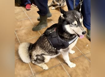 Jacki - neugierig, klug und verschmust RESERVIERT