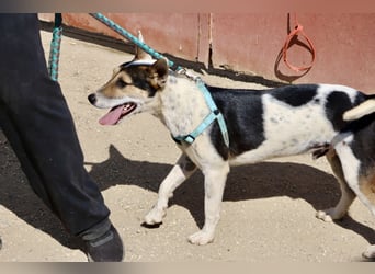 Paquito - freundlich, neugierig und verträglich