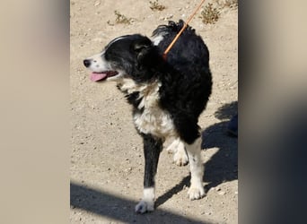 Didi - zutraulich, aufmerksam und verschmust