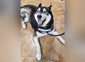 Jacki - neugierig, klug und verschmust RESERVIERT