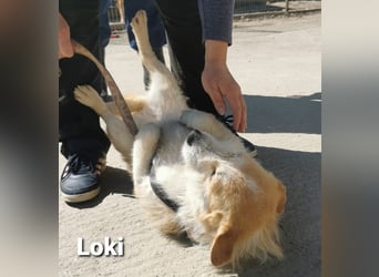 Loki, süßes mopsiges Strubbelmädchen sucht Zuhause inkl. Diät