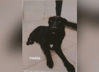 Hedda, schwarzes Fell und blütenweißer Charakter….