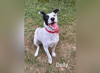 Dolly hat zuckersüße Kippohren und ist total lieb