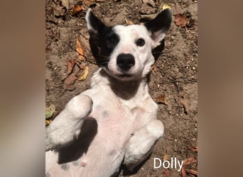 Dolly hat zuckersüße Kippohren und ist total lieb