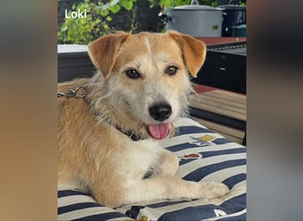 Loki, süßes mopsiges Strubbelmädchen sucht Zuhause inkl. Diät