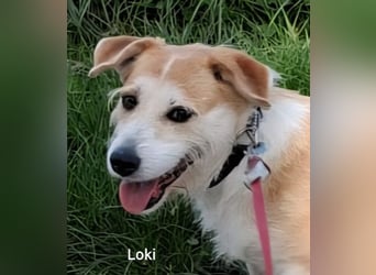 Loki mit Kuschelabitur möchte endlich eigene Menschen….