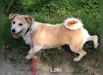 Loki mit Kuschelabitur möchte endlich eigene Menschen….