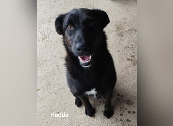 Hedda, schwarzes Fell und blütenweißer Charakter….