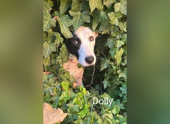 Dolly hat zuckersüße Kippohren und ist total lieb