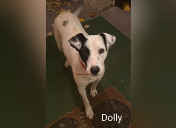 Dolly hat zuckersüße Kippohren und ist total lieb
