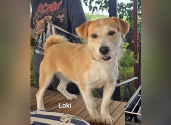 Loki, süßes mopsiges Strubbelmädchen sucht Zuhause inkl. Diät