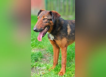Scotti, der kleine Schmusekerl mit der ausgefallenen Fell-Zeichnung……..