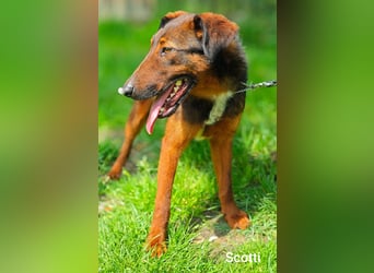 Scotti, der kleine Schmusekerl mit der ausgefallenen Fell-Zeichnung……..