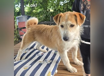 Loki, süßes mopsiges Strubbelmädchen sucht Zuhause inkl. Diät