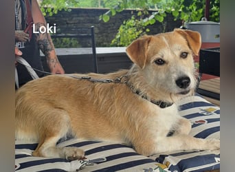 Loki, süßes mopsiges Strubbelmädchen sucht Zuhause inkl. Diät