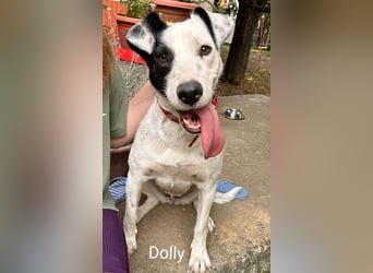 Dolly hat zuckersüße Kippohren und ist total lieb