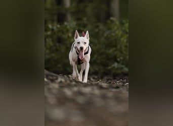 Angel - sportliche rundum freundliche Hündin- auf PS 91452 Wilhermsdorf-Kreben