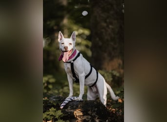 Angel - sportliche rundum freundliche Hündin- auf PS 91452 Wilhermsdorf-Kreben