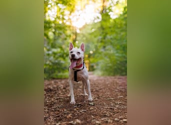 Angel - sportliche rundum freundliche Hündin- auf PS 91452 Wilhermsdorf-Kreben