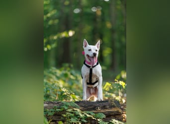Angel - sportliche rundum freundliche Hündin- auf PS 91452 Wilhermsdorf-Kreben