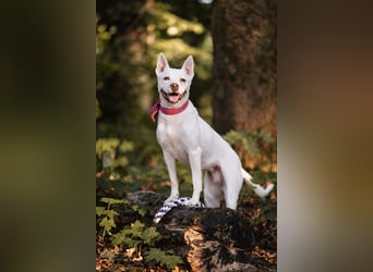 Angel - sportliche rundum freundliche Hündin- auf PS 91452 Wilhermsdorf-Kreben