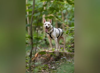 Angel - sportliche rundum freundliche Hündin- auf PS 91452 Wilhermsdorf-Kreben