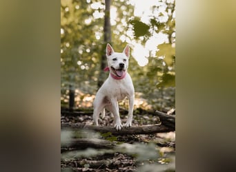 Angel - sportliche rundum freundliche Hündin- auf PS 91452 Wilhermsdorf-Kreben