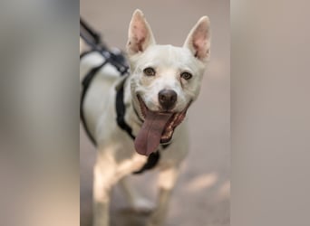 Angel - sportliche rundum freundliche Hündin- auf PS 91452 Wilhermsdorf-Kreben
