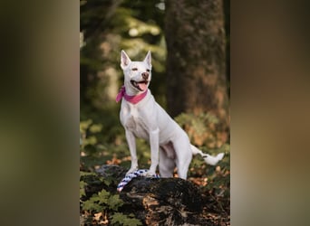Angel - sportliche rundum freundliche Hündin- auf PS 91452 Wilhermsdorf-Kreben