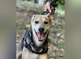 Ilay - ein Herz auf vier Pfoten, das so sehr nach Liebe und Kuscheleinheiten sucht