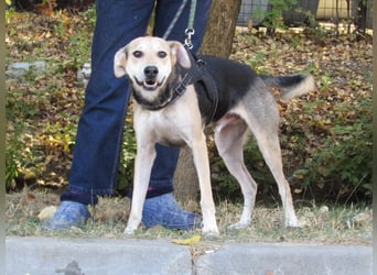 Ilay - ein Herz auf vier Pfoten, das so sehr nach Liebe und Kuscheleinheiten sucht