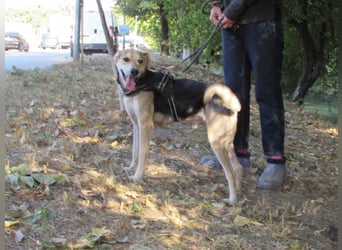Ilay - ein Herz auf vier Pfoten, das so sehr nach Liebe und Kuscheleinheiten sucht