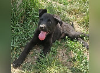 Bruno
