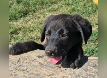 Josie
