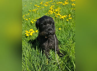 Hotte - auf Pflegestelle in Hannover