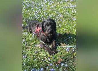 Hotte - auf Pflegestelle in Hannover