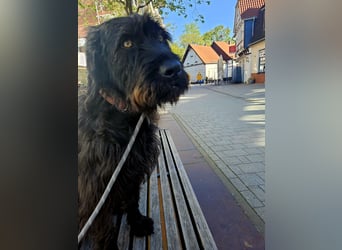 Hotte - auf Pflegestelle in Hannover