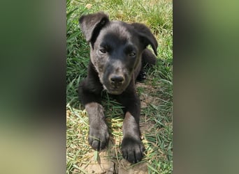 Bruno