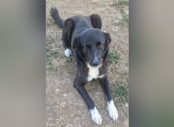 Elara