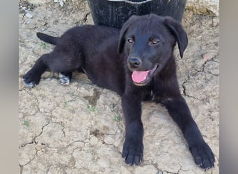Josie