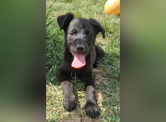 Bruno