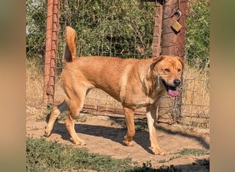 Ronja