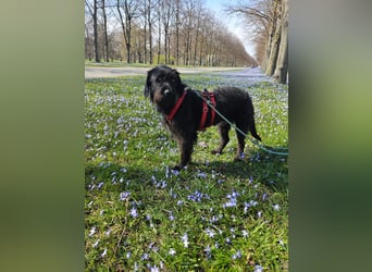 Hotte - auf Pflegestelle in Hannover