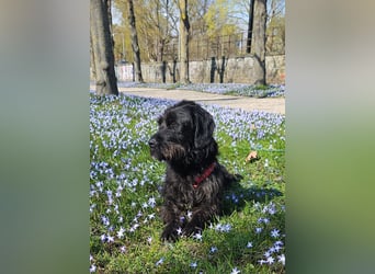 Hotte - auf Pflegestelle in Hannover