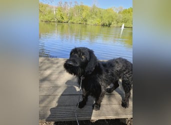 Hotte - auf Pflegestelle in Hannover