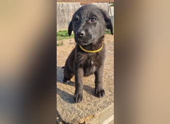 Josie