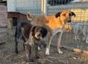 NILA - sensible Hündin sucht ihr Für-Immer-Zuhause