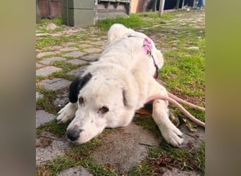freundliche, liebe Seniorin CARLA