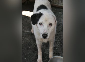 CARLA - einfühlsames Zuhause für wundervolle Seniorin gesucht