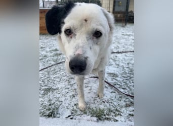 freundliche, liebe Seniorin CARLA